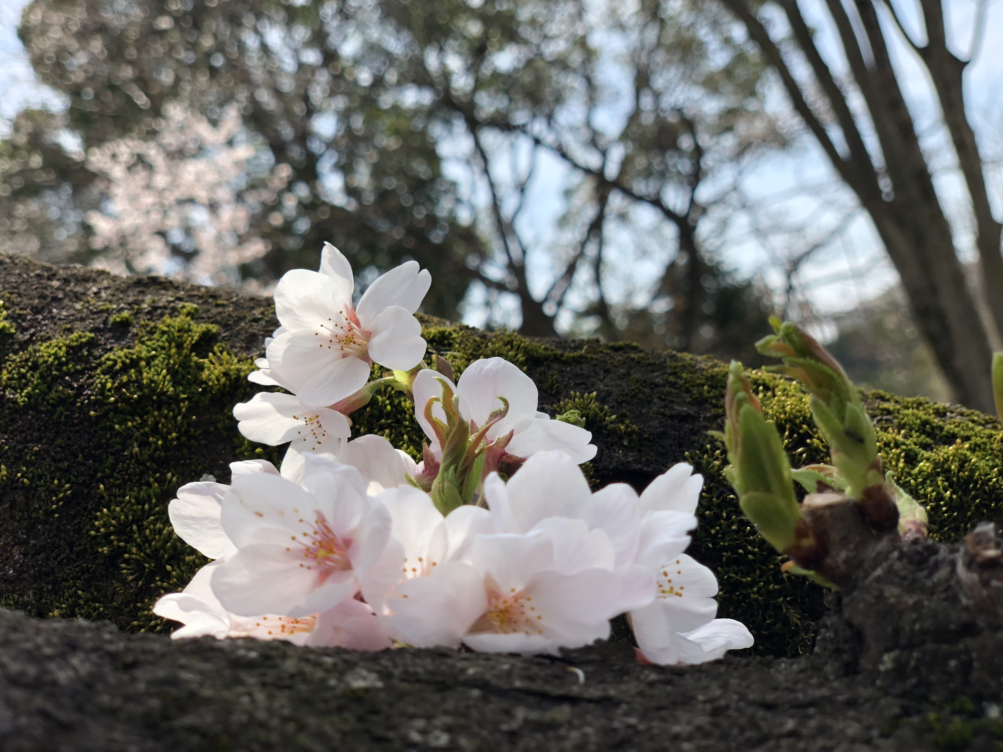 桜が開花